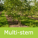 Mature Juglans Nigra Black Walnut Multistem Option